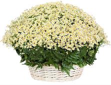 Цветочная композиция из Ромашки в корзине #REPLACE_PRED# Углянце